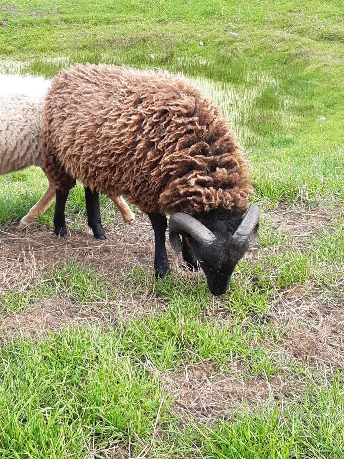 quessant rammetjes, Dieren en Toebehoren, Mannelijk, Schaap, 0 tot 2 jaar