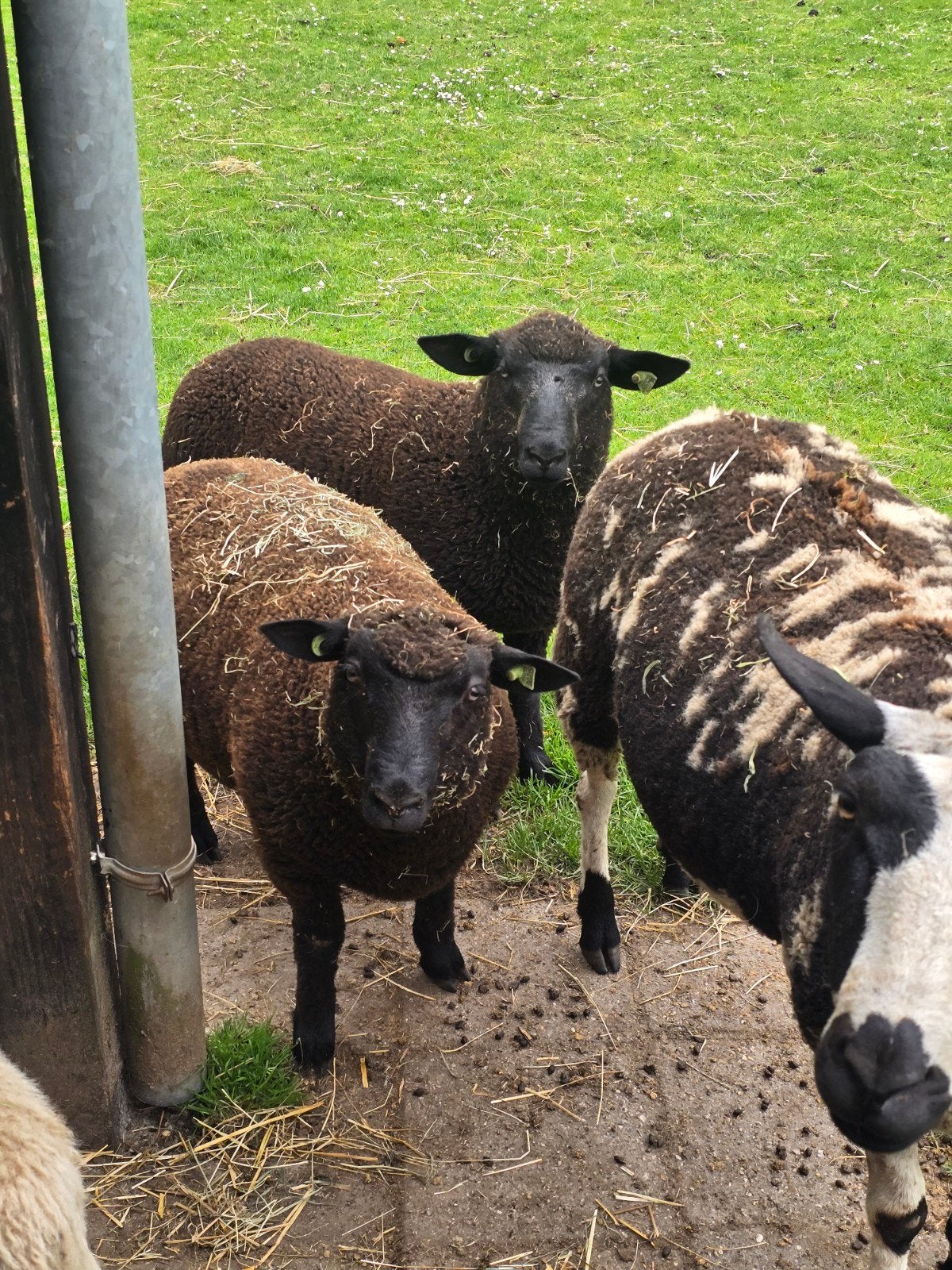 2 rammen. Kruising shrobshire., Dieren en Toebehoren, Mannelijk, Schaap
