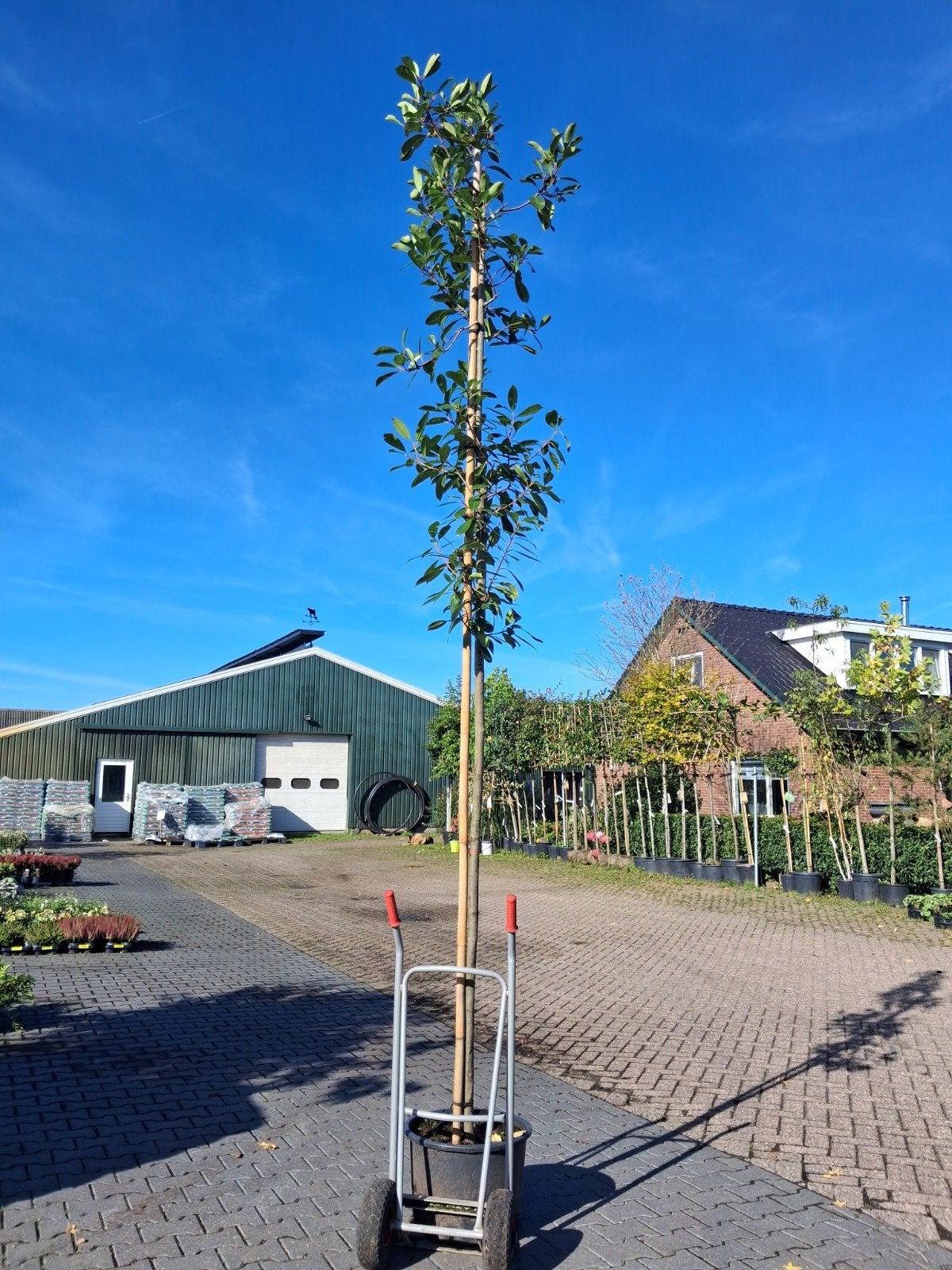 Actie! Hoogstam Photinia Fraseri Red Robin Glansmispel, Ophalen of Verzenden, In pot, Halfschaduw, Overige soorten