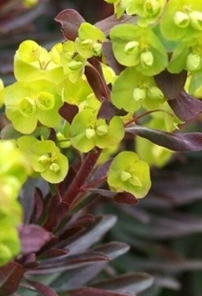Euphorbia Amy purpurea p9 - Sierlijke Wolfsmelk, Tuin en Terras, Planten | Tuinplanten, Overige soorten, Volle zon, Vaste plant