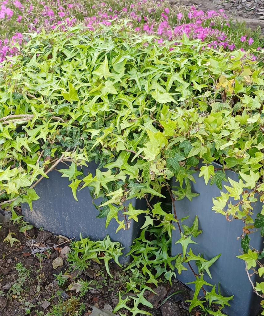 Gratis af te halen: Klimop (Hedera) planten, Tuin en Terras, Planten | Tuinplanten, Ophalen, Bodembedekkers, Vaste plant, Bloeit niet