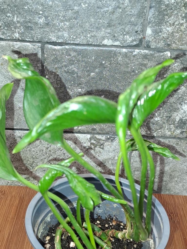 Epipremnum Shangri-la, Ophalen of Verzenden, Halfschaduw, Minder dan 100 cm