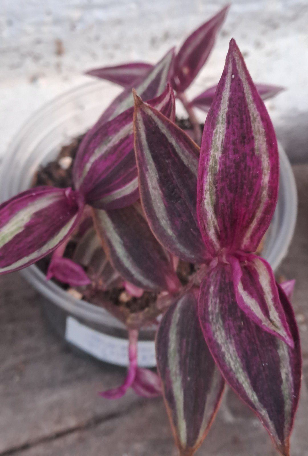 Tradescantia Pink Paradise, Ophalen of Verzenden, Halfschaduw, Minder dan 100 cm