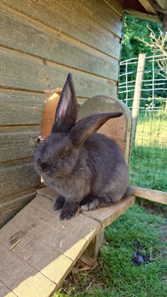 Vlaamse reuzen zwart, Dieren en Toebehoren, Konijnen, Groot, Meerdere dieren, 0 tot 2 jaar