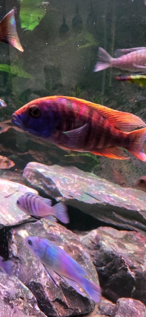 Aulonocara Phoenix Thomas Seifert, Dieren en Toebehoren, Vissen | Aquariumvissen, Vis