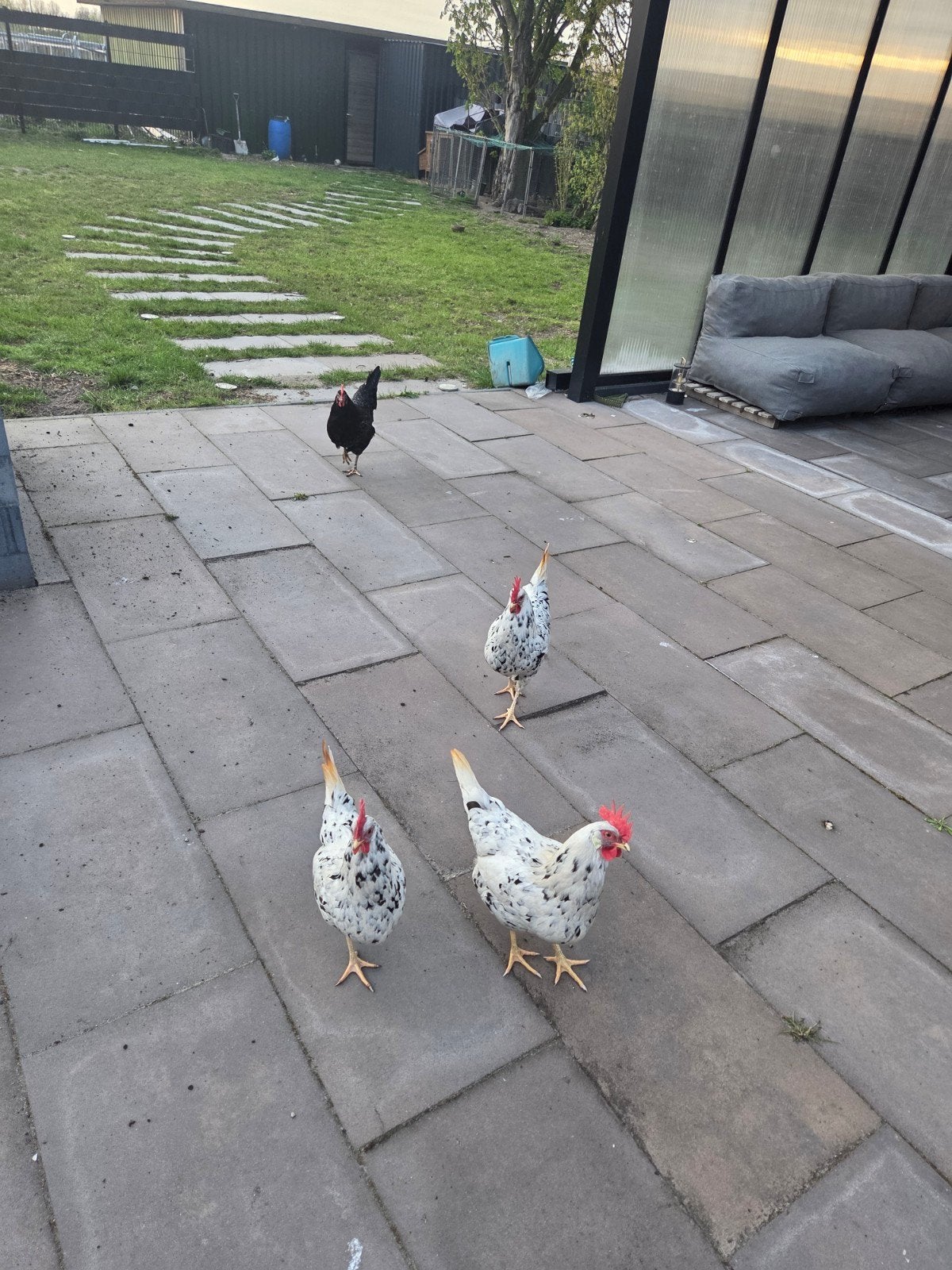 4 leghorn kippen, Dieren en Toebehoren, Pluimvee, Vrouwelijk, Kip