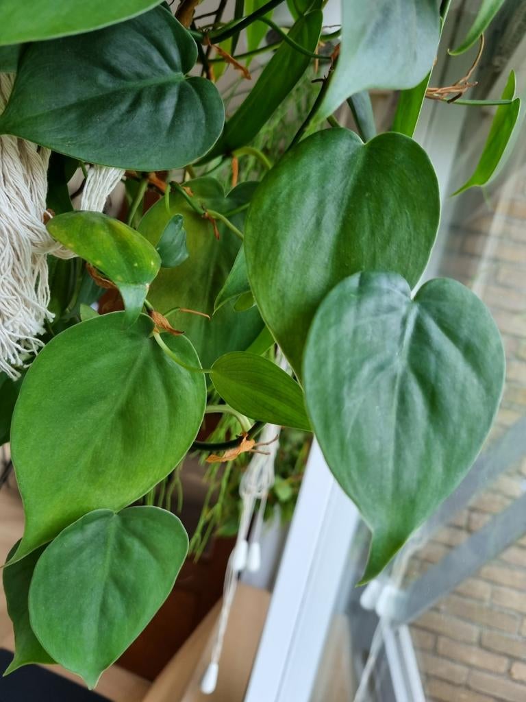 philodendron scandens stek, Ophalen of Verzenden, Halfschaduw, Minder dan 100 cm