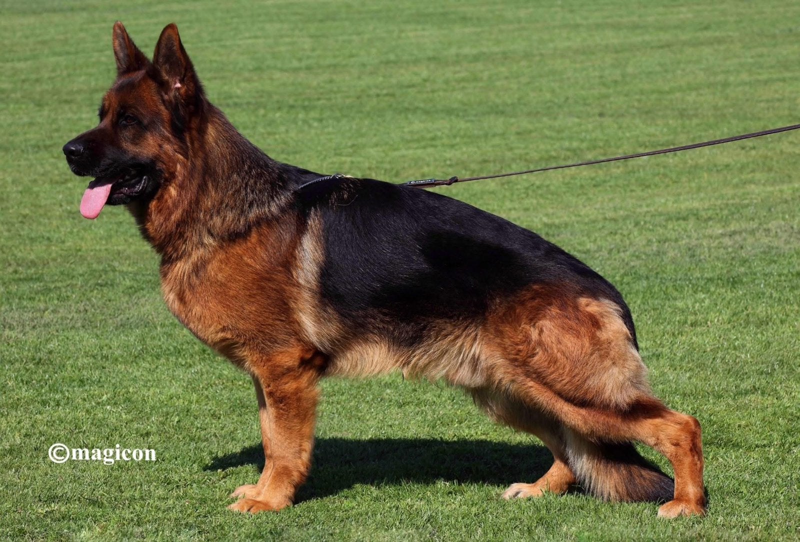 Duitse herderpup uit keurgok(reutje), Dieren en Toebehoren, Honden | Herdershonden en Veedrijvers, Reu, Herder, Fokker | Hobbymatig