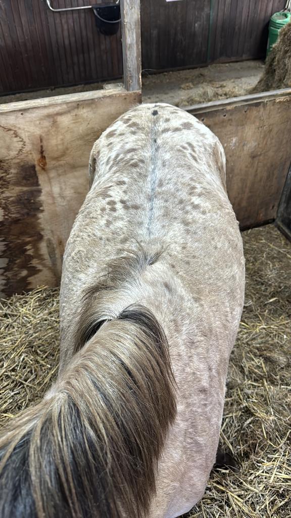 GRULLA APPALOOSA merrie 3 jaar 142cm, Dressuurpony, Zadelmak, 3 tot 6 jaar, D pony (1.37m tot 1.48m)