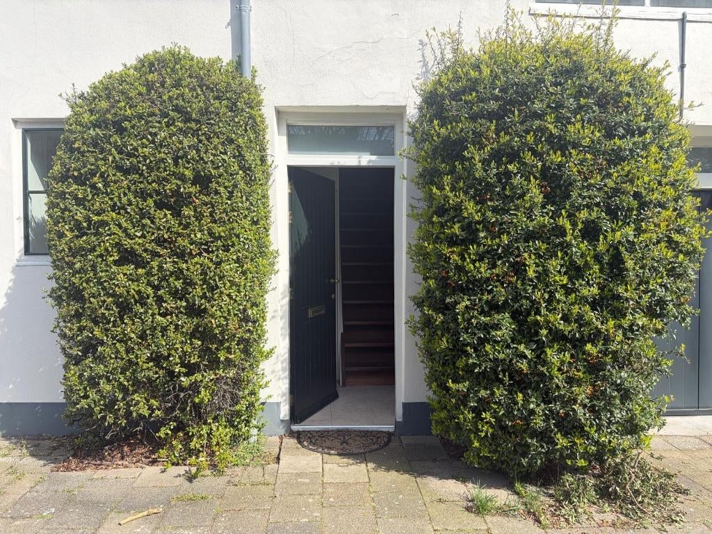 GRATIS - 2 volle stuiken, Tuin en Terras, Ophalen, Overige soorten, Struik, 100 tot 250 cm