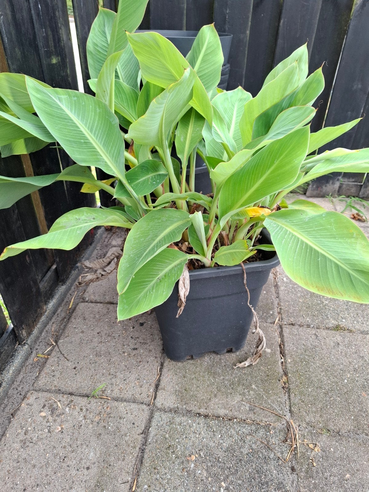Musella Lasiocarpa, lotusbanaan te koop!, Ophalen, Vaste plant, Overige soorten, Volle zon