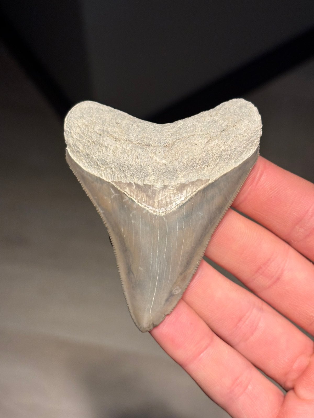 Megalodon haaientand fossiel Bone Valley, Verzamelen, Ophalen of Verzenden, Fossiel