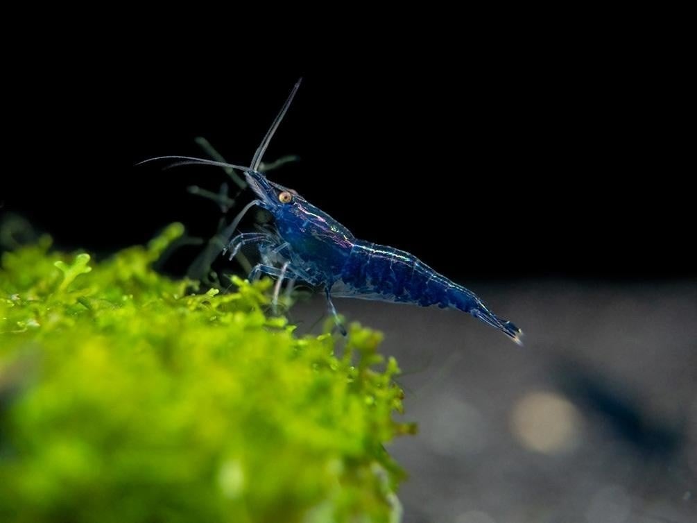 Blue Diamond Neocaridina garnalen te koop