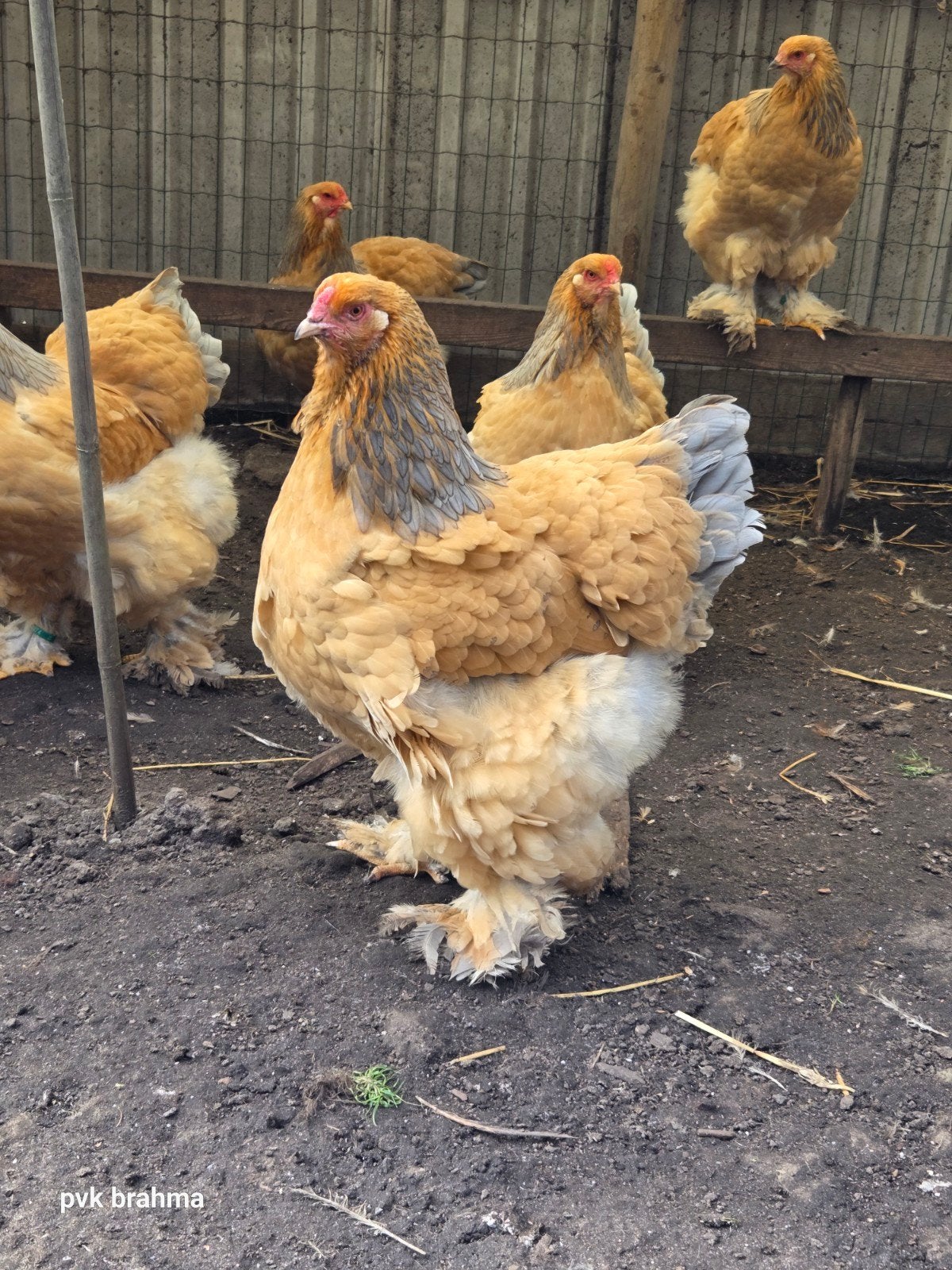 Brahma broedeieren, Dieren en Toebehoren, Pluimvee