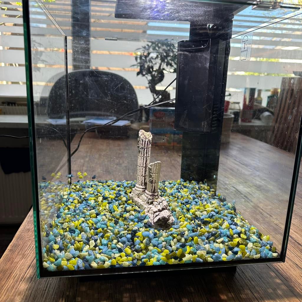 Aquarium, Dieren en Toebehoren, Vissen | Aquariumvissen, Vis