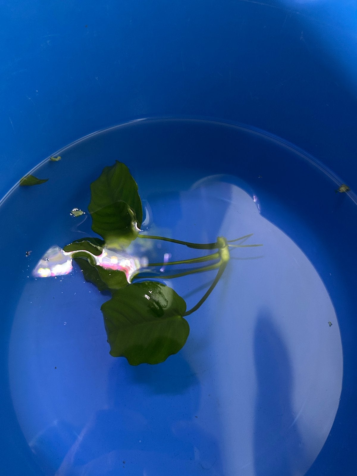 Aquariumplant - Anubias stek, Dieren en Toebehoren, Ophalen, Plant(en), Steen of Hout