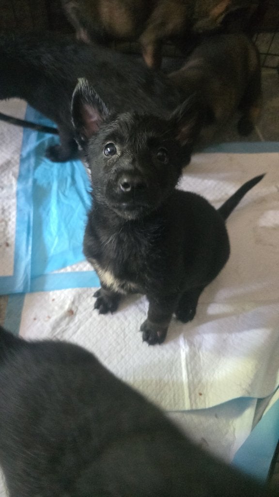 Mechelse herder pups, Parvo, 8 tot 15 weken, Meerdere, Meerdere dieren