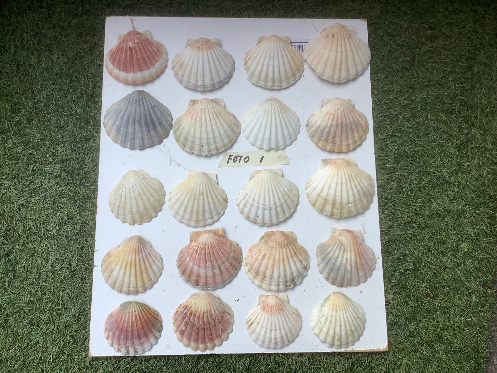 Jacop schelpen bolle en platte en van alles wat, Ophalen of Verzenden, Schelp(en)