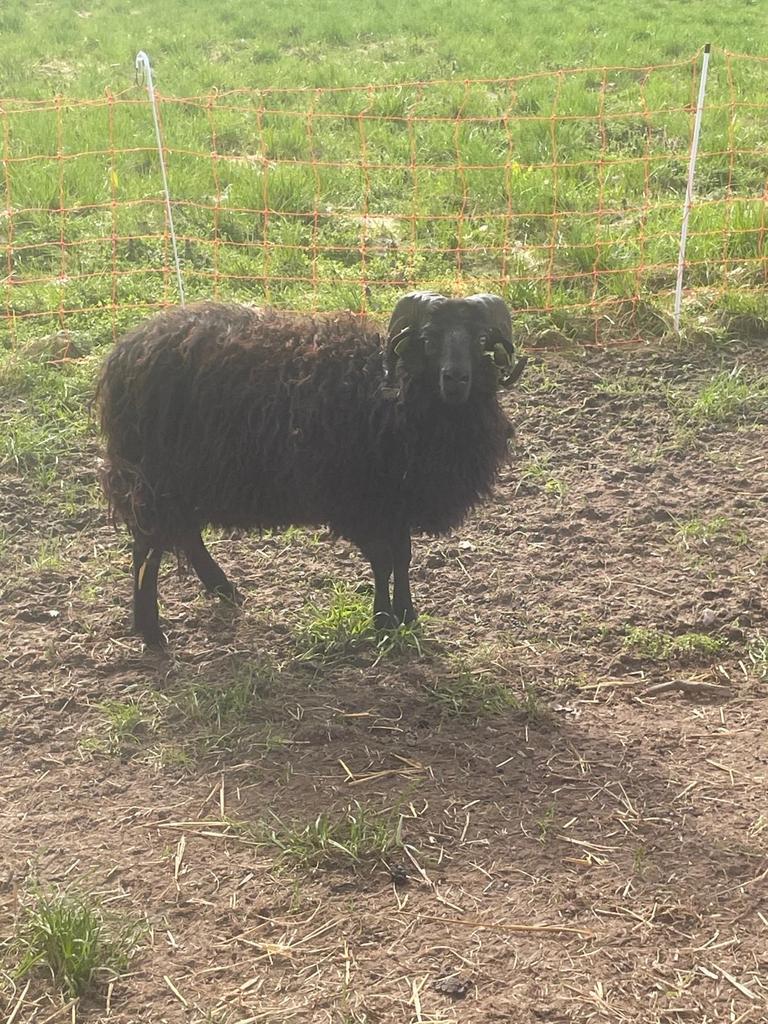 Quessant  Bokje ( alleen reageren met ubn nummer), Dieren en Toebehoren, Mannelijk, Schaap