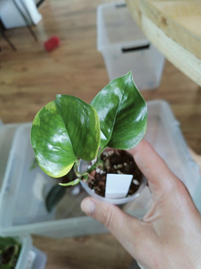 Epipremnum Poonsin, Huis en Inrichting, Kamerplanten, Overige soorten, Minder dan 100 cm, Groene kamerplant, Halfschaduw, In pot