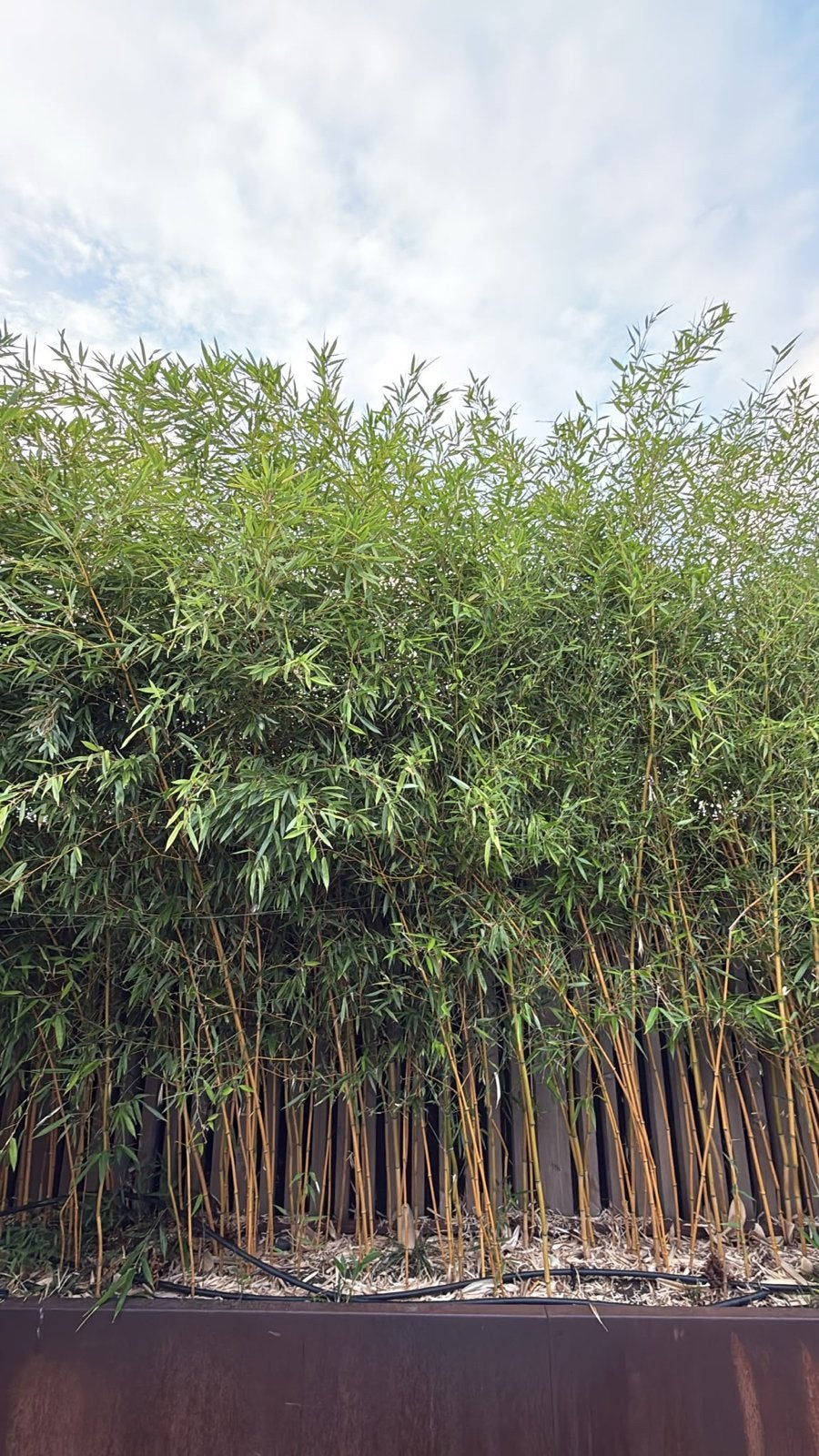 Bamboe plant - Groene afscheiding voor uw tuin, Tuin en Terras, Planten | Tuinplanten, Ophalen, Vaste plant, Siergrassen, Bloeit niet