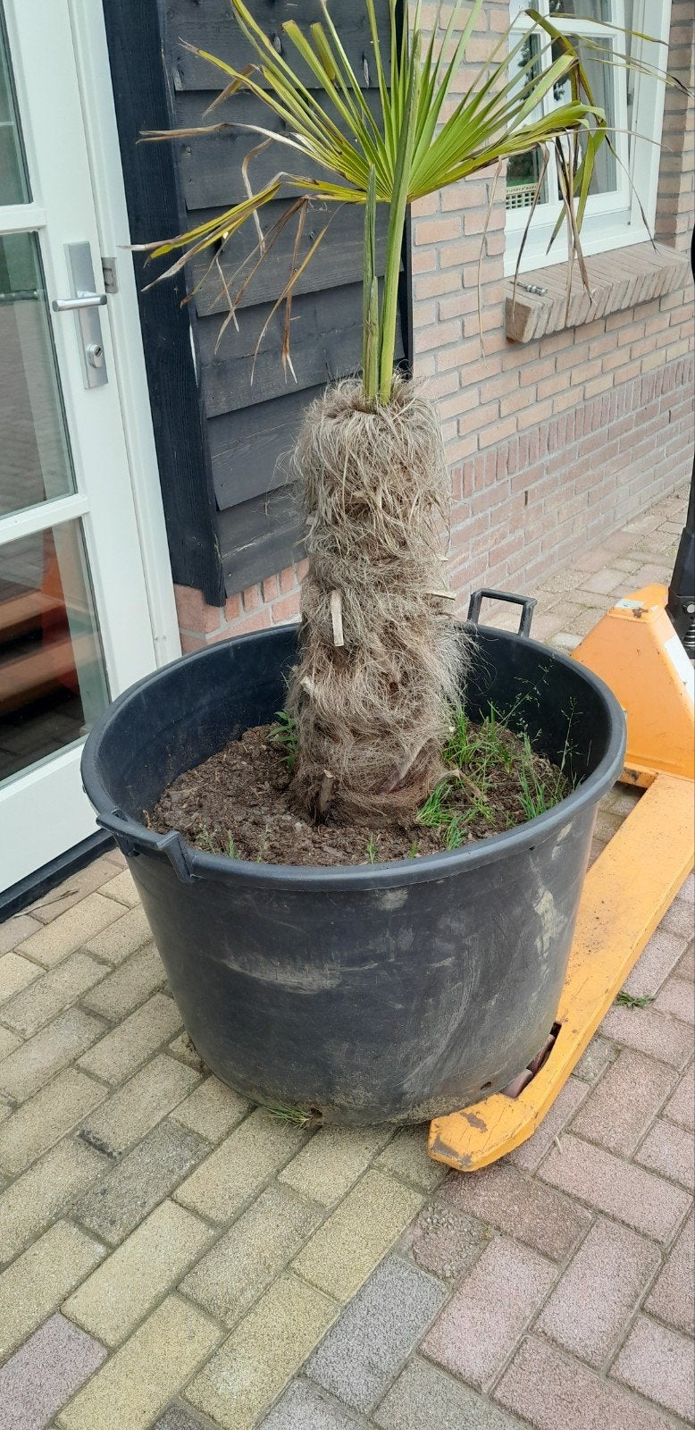 Palmboom in pot zoekt nieuw huisje met liefde en aandacht, Ophalen, Overige soorten, Volle zon