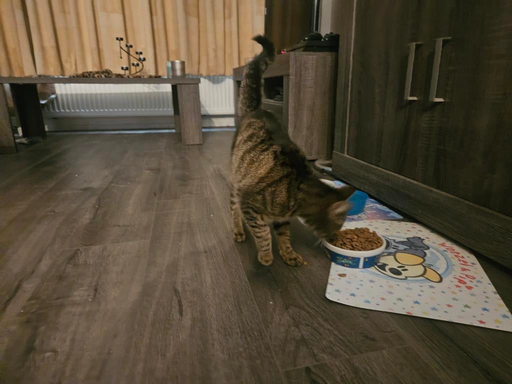 Te koop lieve huis poes, Dieren en Toebehoren, Katten en Kittens | Raskatten | Korthaar, Poes, Ontwormd