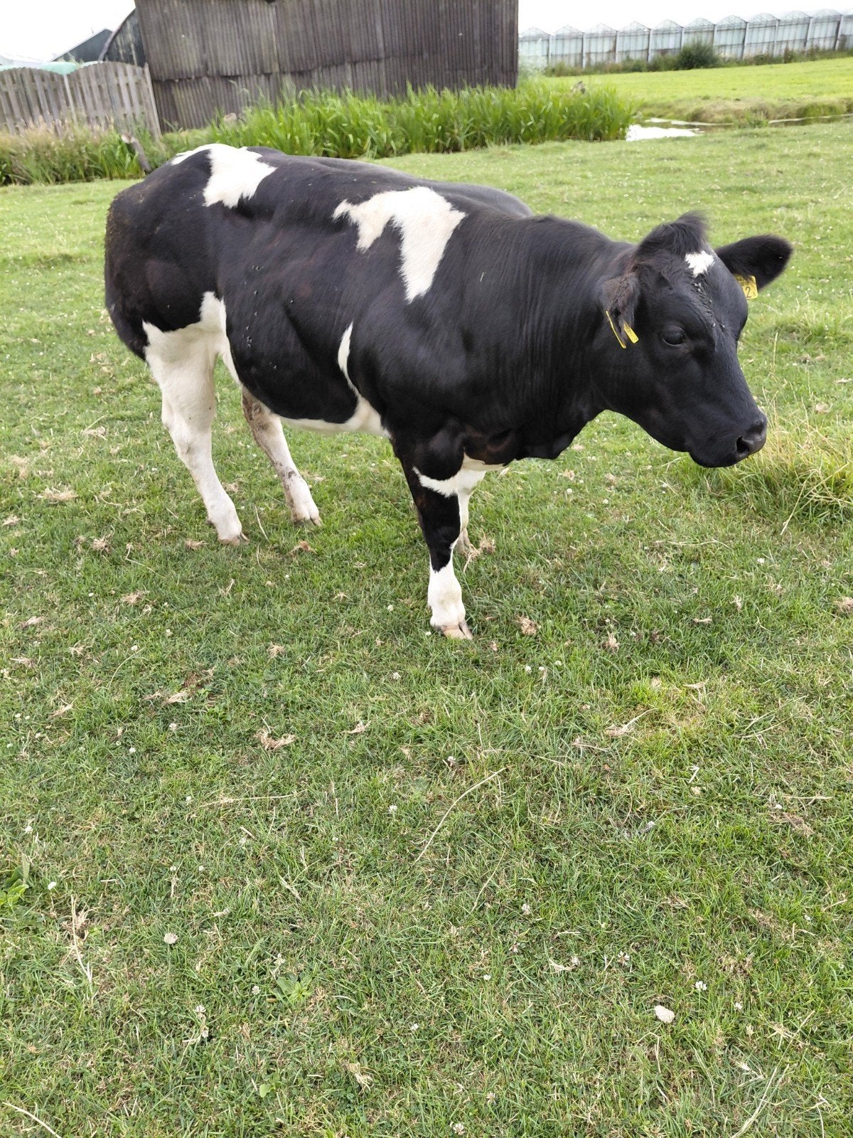 Bwb pink te koop, Dieren en Toebehoren, Runderen, Vrouwelijk