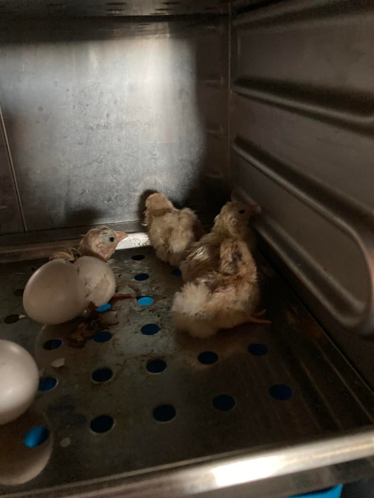 Jonge Serama kuikens, Dieren en Toebehoren, Pluimvee