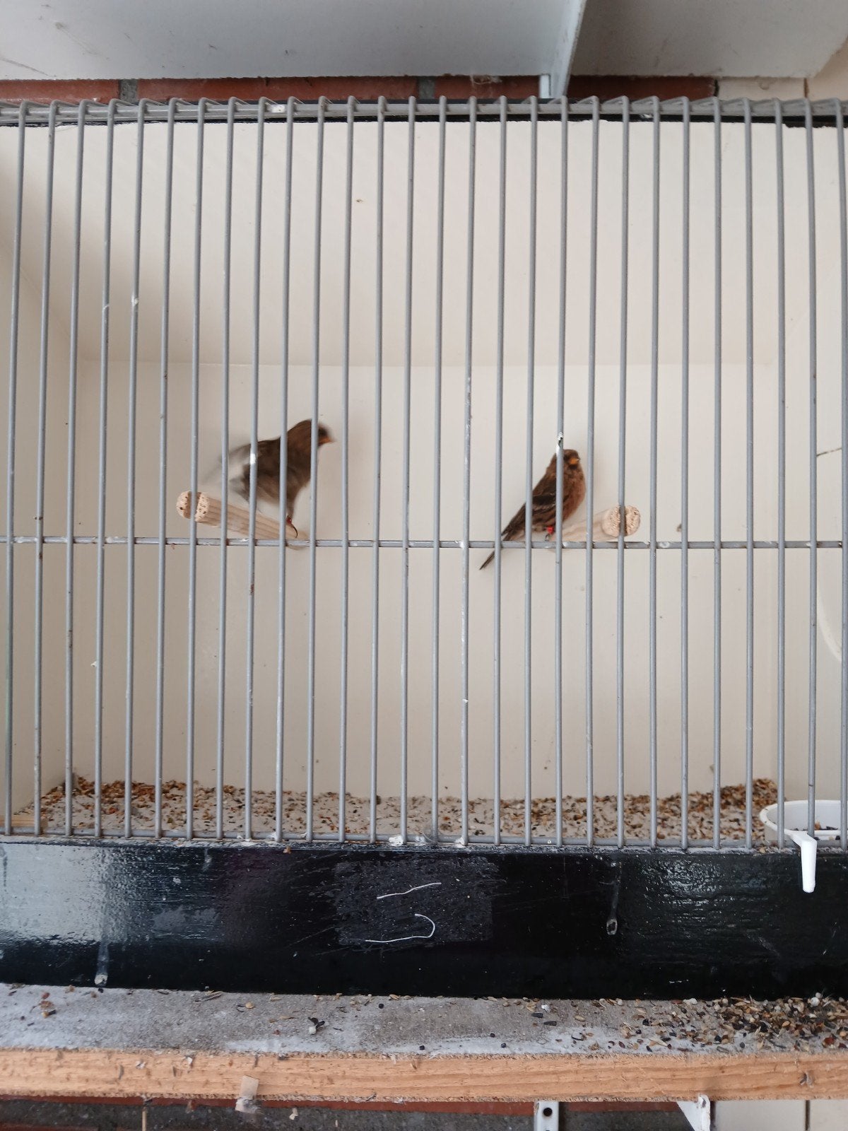 Kleine barmsijs, Dieren en Toebehoren, Vogels | Overige Vogels, Mannelijk