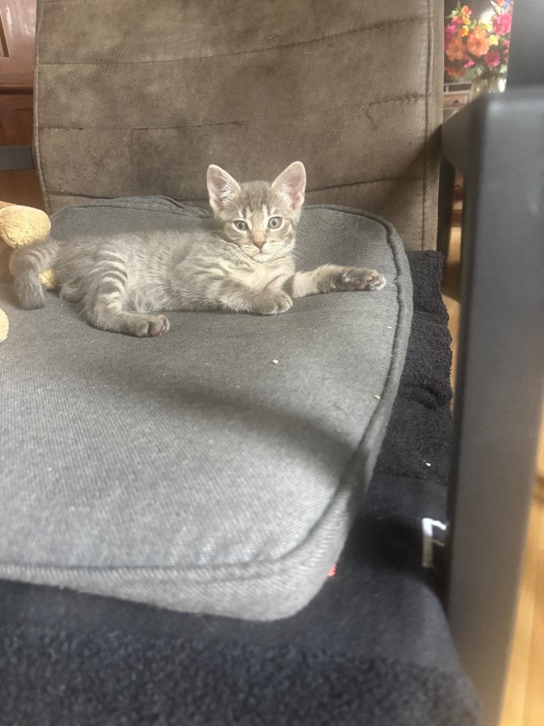 Super lieve kitten, Poes, Ontwormd, 0 tot 2 jaar