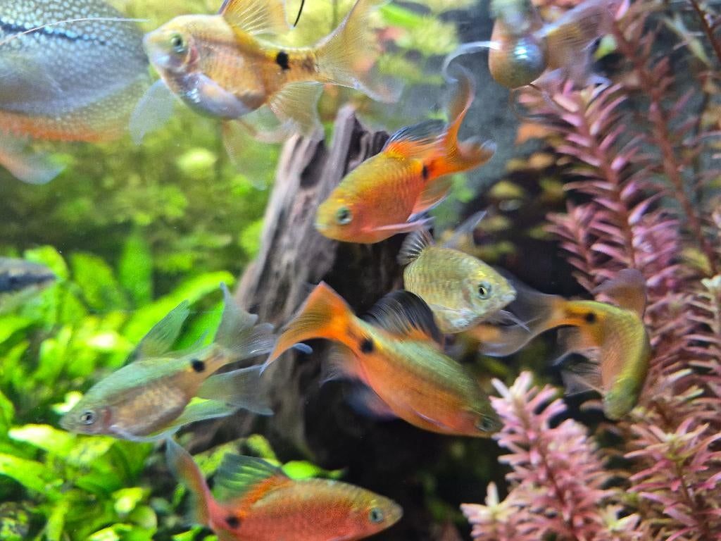 9x prachtbarbeel longfin, Dieren en Toebehoren, Vis