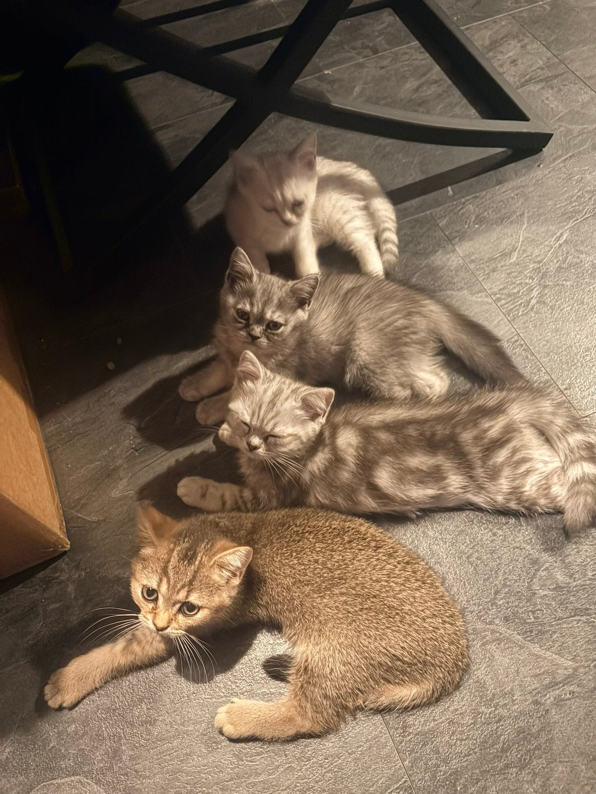 Britse korthaar kittens raszuiver 2x katertjes 2x poesjes, Dieren en Toebehoren, Katten en Kittens | Overige Katten, Poes, Kortharig