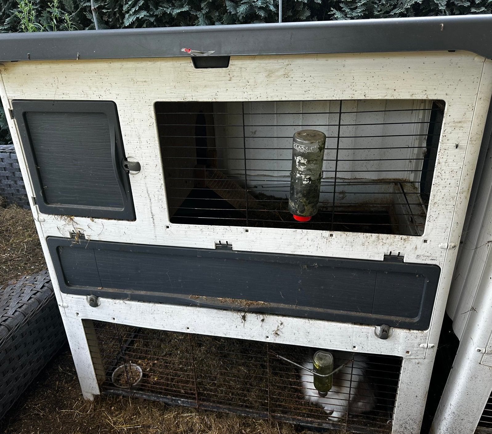 Ferplast buitenhok met 2 konijnen – mannetje en vrouwtje, Dieren en Toebehoren, Ophalen, 90 cm of meer, Hok, 110 cm of meer