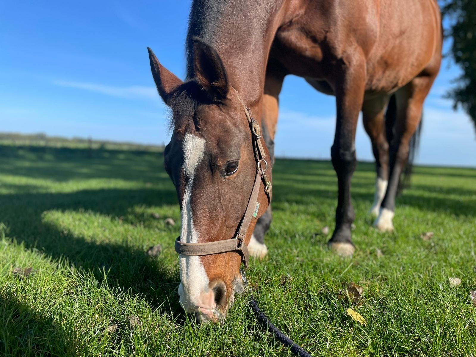 Lieve KWPN merrie aangeboden, ook voor beginners, Dieren en Toebehoren, Merrie, Met stamboom, L, Recreatiepaard