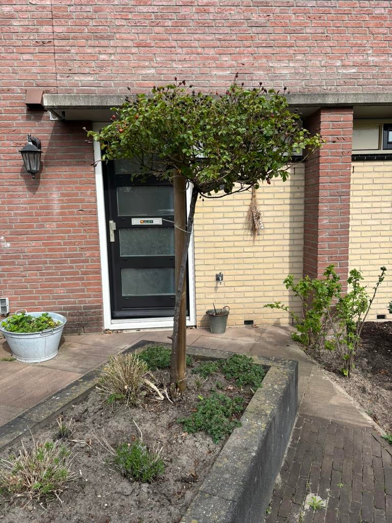 Stamroos / roos op stam 2x, Overige soorten, 100 tot 250 cm, Zomer, Ophalen