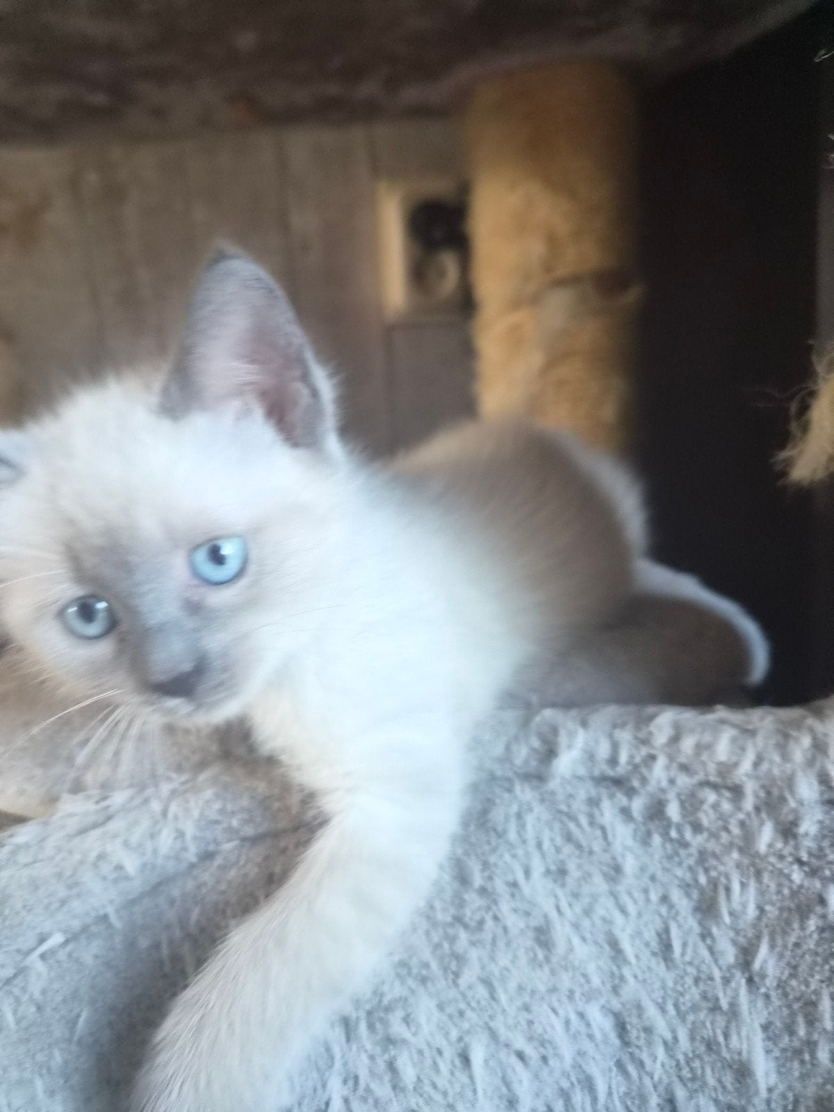 ragdoll kittens, Dieren en Toebehoren, Meerdere dieren