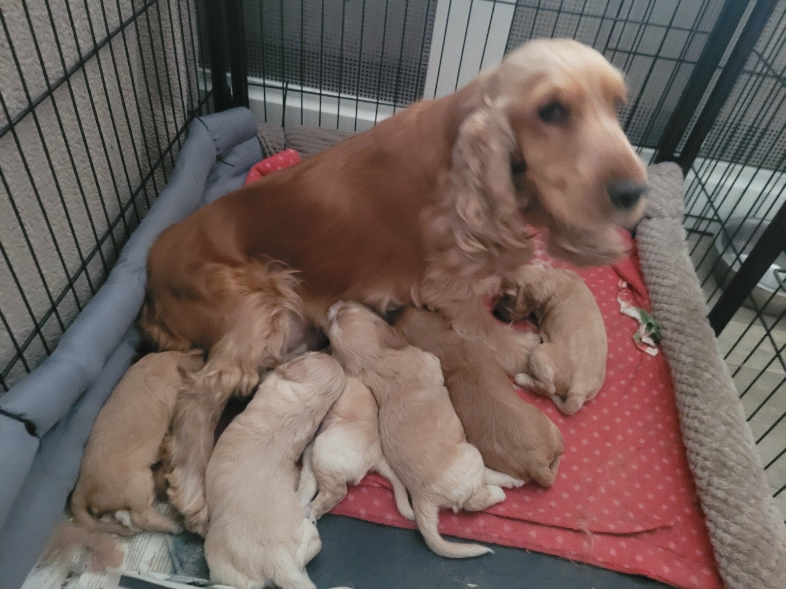 Cockapoo f1 reutjes 4 wk BEIDE OUDERS GETEST, Dieren en Toebehoren, 8 tot 15 weken, Meerdere, Nederland, Particulier