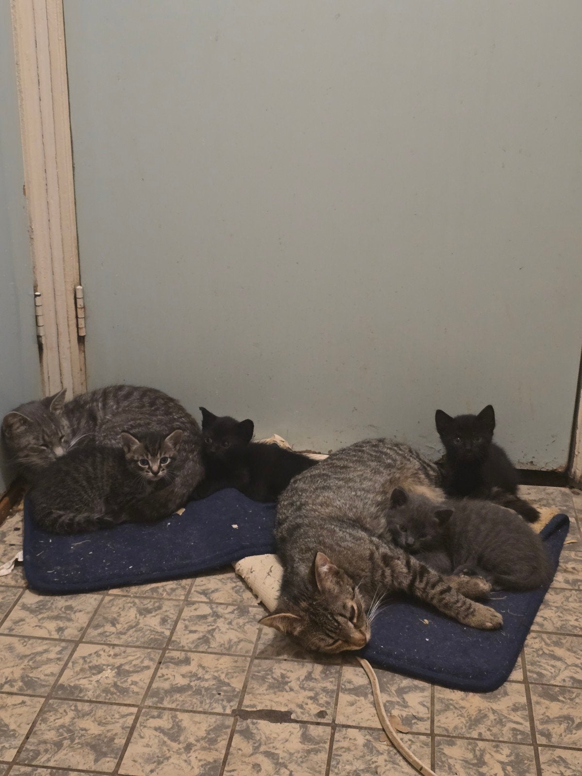 Kittens, Meerdere dieren, 0 tot 2 jaar