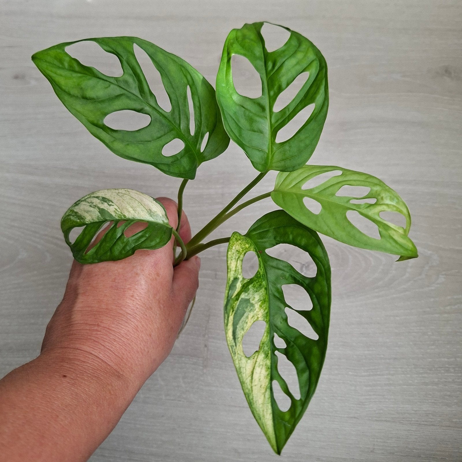 Monstera Adansonii Archipelago stek, Ophalen of Verzenden