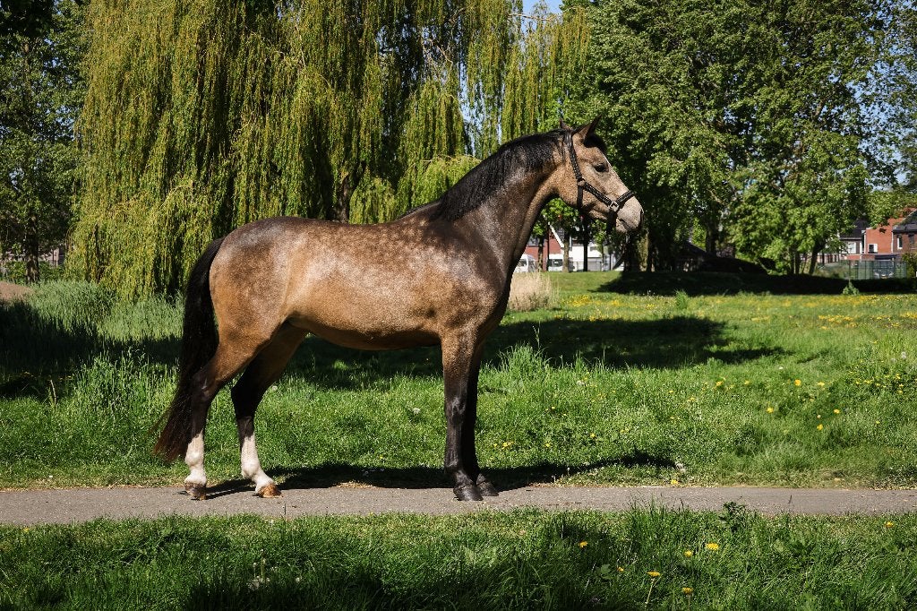 Valk NRPS merrie 1.46 m, Dieren en Toebehoren, Merrie, Met stamboom, Zadelmak, 3 tot 6 jaar
