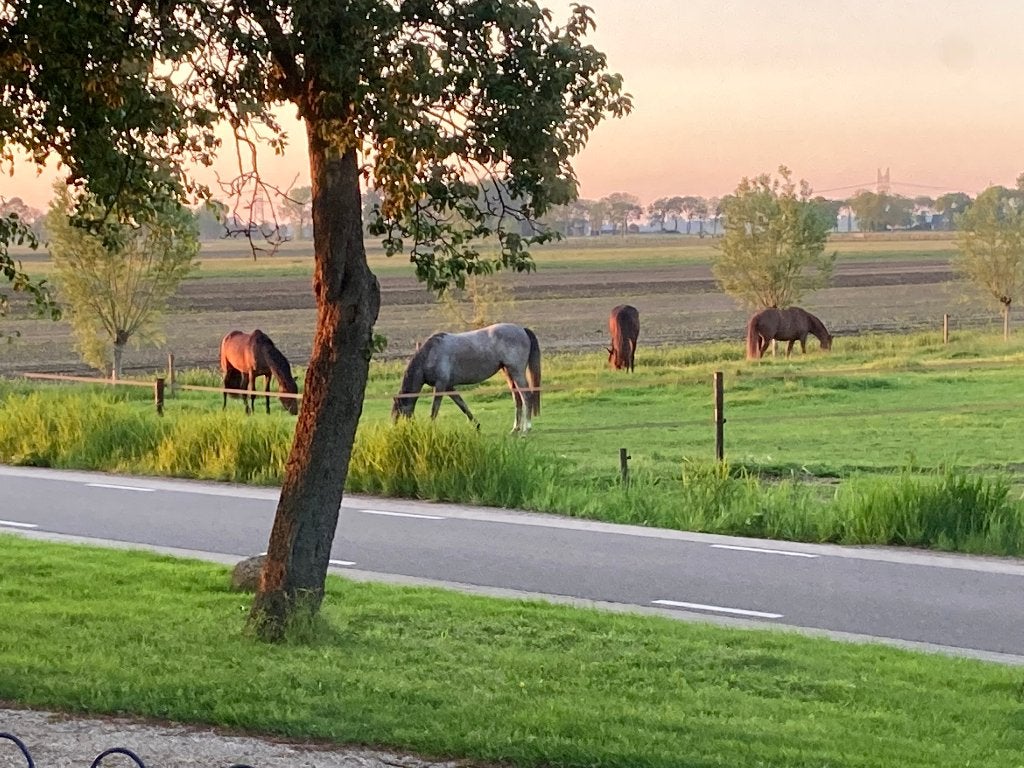 Pensionstalling Weidegang stalling Pony Paardenstalling, Weidegang, 1 paard of pony