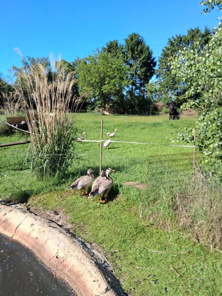 Streepkopganzen en sierkippen, Dieren en Toebehoren, Pluimvee, Meerdere dieren, Eend