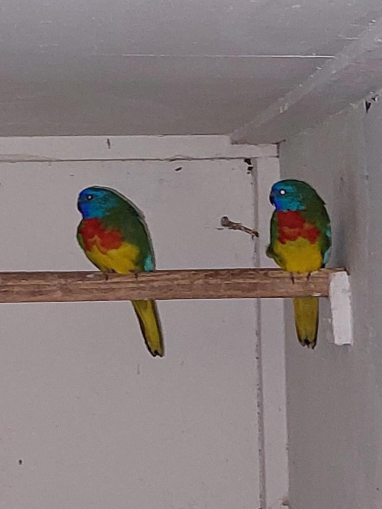 Splendid Mannen Wildkleur, Dieren en Toebehoren, Vogels | Parkieten en Papegaaien, Mannelijk, Parkiet, Geringd