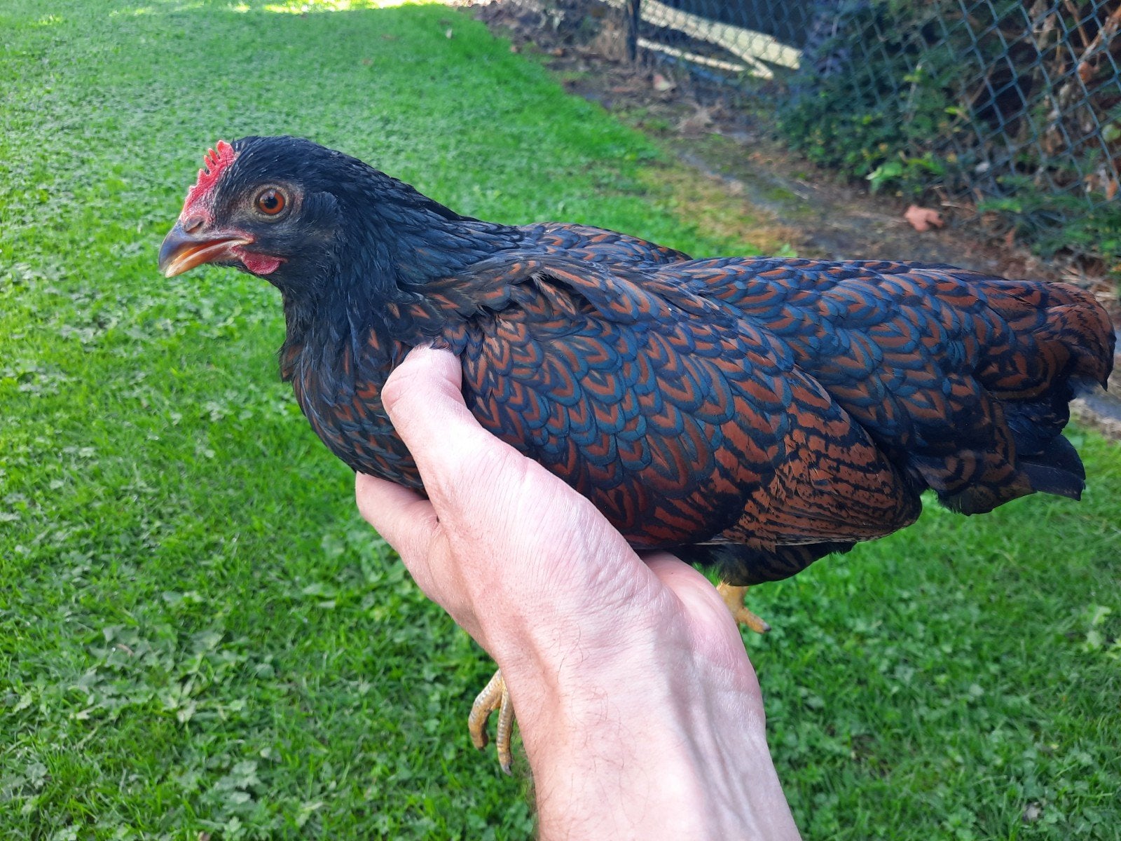 Barnevelder Kriel kippen Dubbelgezoomd 1  jaar oud, Vrouwelijk, Kip