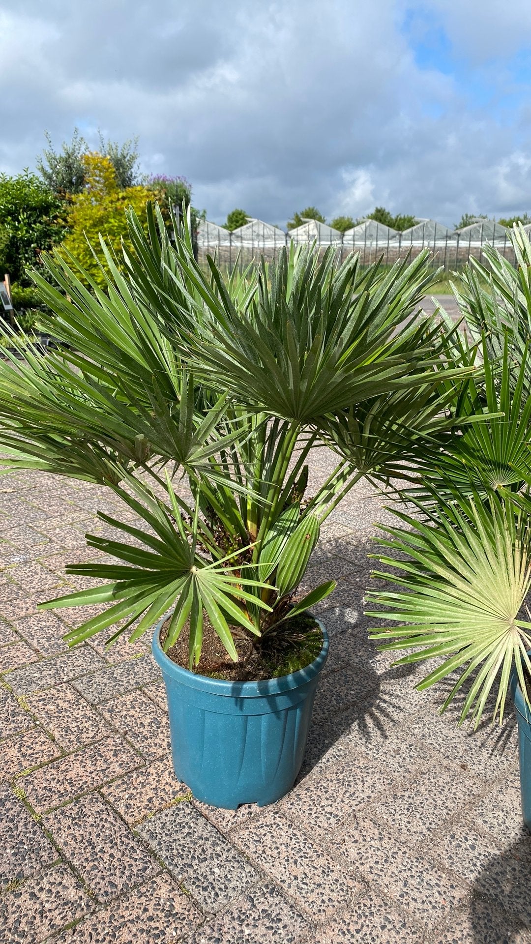 Dwergpalm vulcano, Volle zon, Vaste plant, Bloeit niet, Ophalen