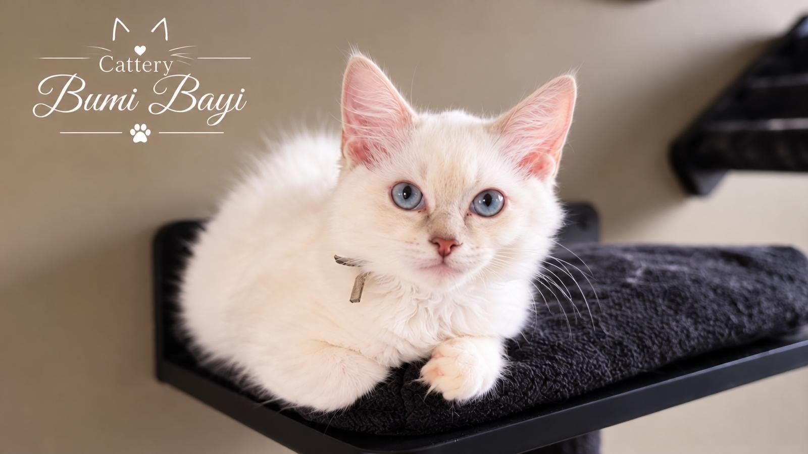 Lieve Ragdoll kittens met stamboom, Dieren en Toebehoren, Kater, Met stamboom, 0 tot 2 jaar