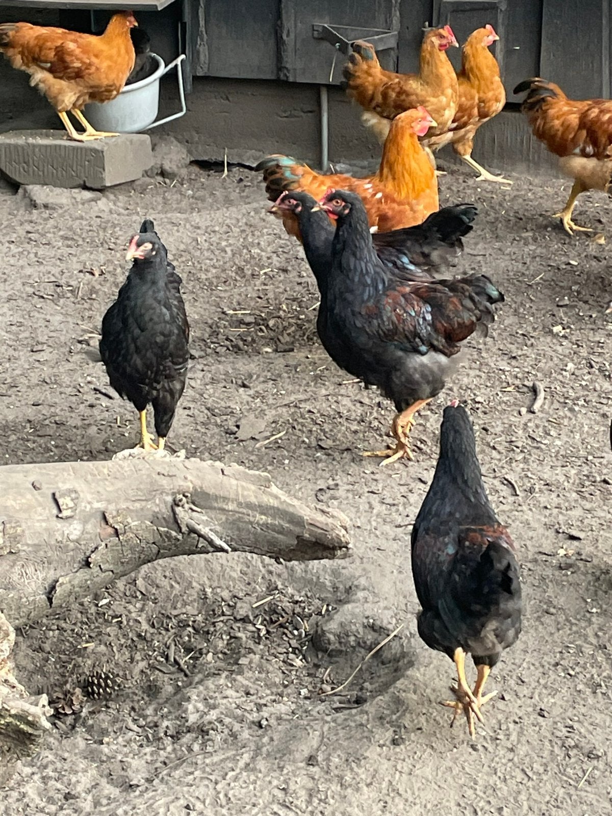 Newhampshire barnevelder hanen haan, Mannelijk, Kip