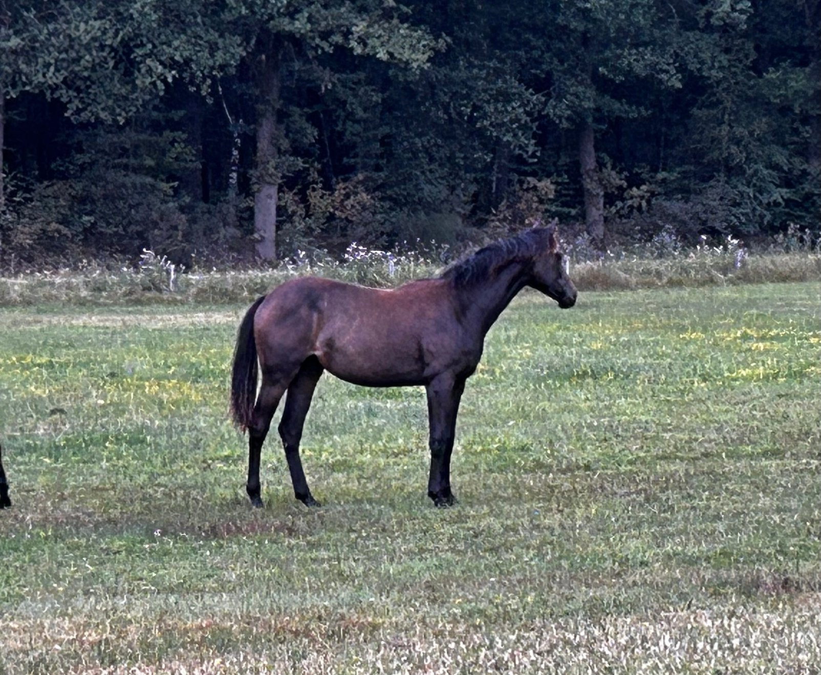 Prachtige KWPN jaarling merrie van Blue Horse Zackerey, Merrie, Met stamboom, Dressuurpaard, 0 tot 2 jaar