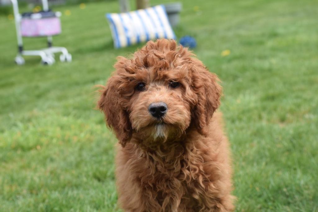 Labradoodle pups medium, Dieren en Toebehoren, Honden | Niet-rashonden, België, 15 weken tot 1 jaar, Parvo, Meerdere